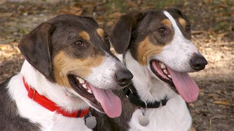 are cloned animals watched more|how many dogs were cloned.